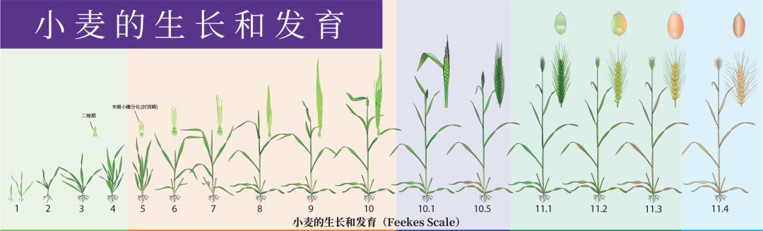 小麥的一生（從種子的萌發(fā)到完熟），建議收藏